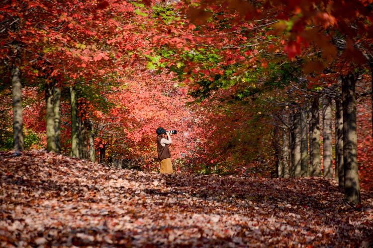...哪里一公园藏了300棵红枫?正值秋季最适合赏枫,为什么超适合拍照?