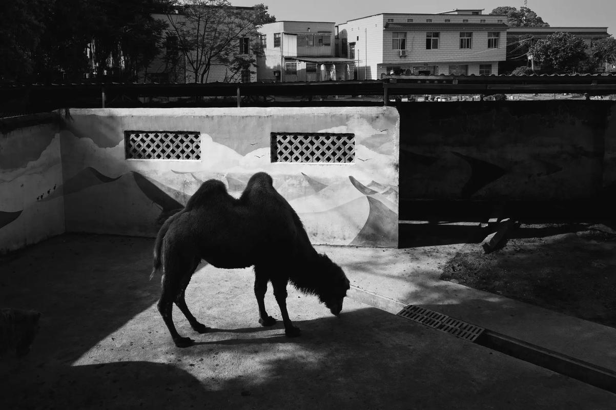 跪求一张监狱身高线的背景图