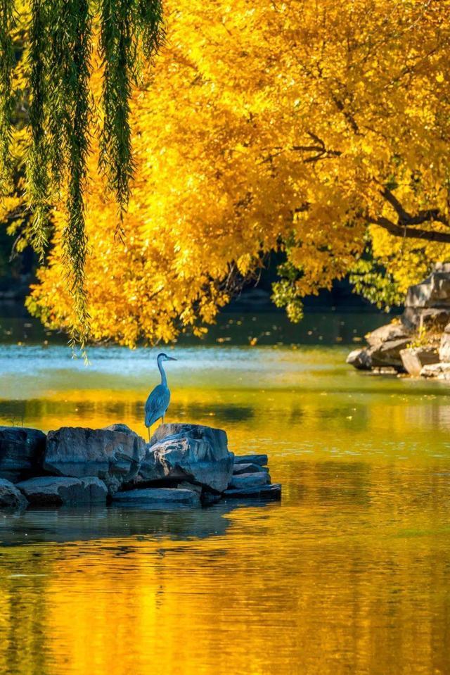 大家有没有什么好看的竖屏壁纸啊?