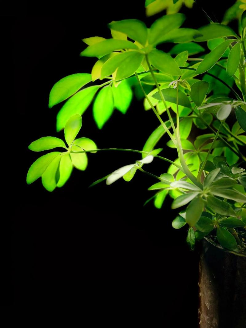 苹果手机拍照拍出绿色点