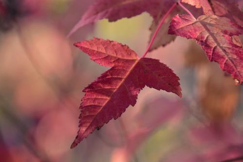 谁有背景秀敏的高清图