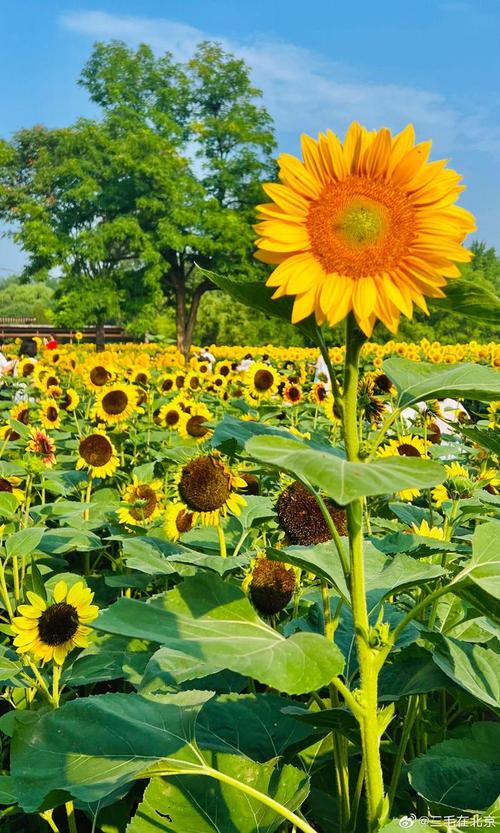 花海怎么拍照好看
