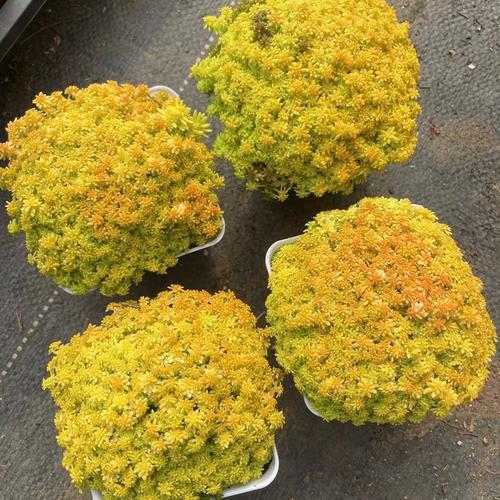 多肉春之奇迹怎么养?