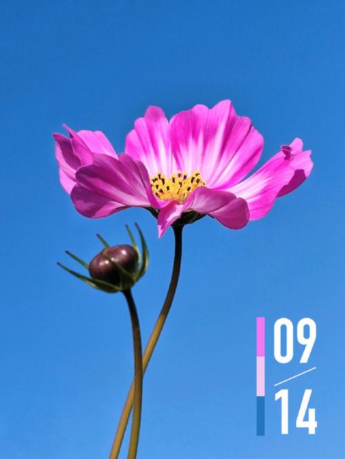 拍照手机最好的是哪一款图2