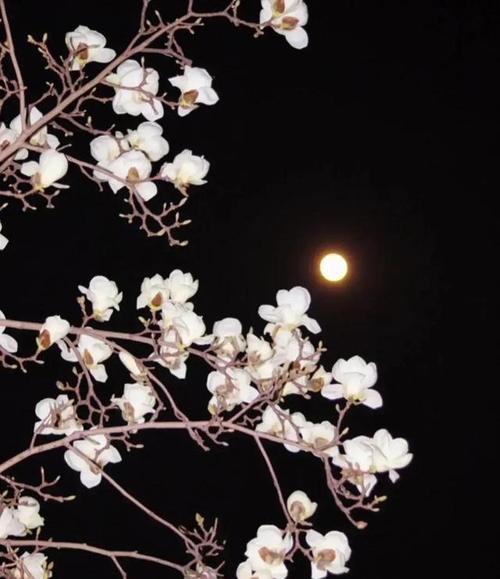 如何拍出黑背景?