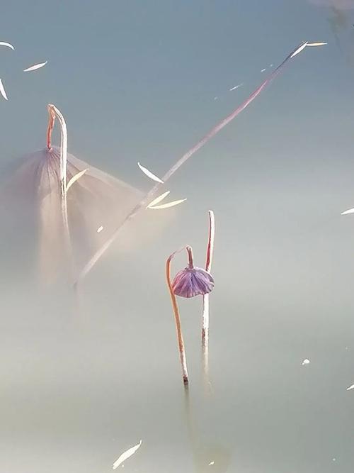 最好的手机排名第一