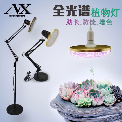 ed灯植物哪种好