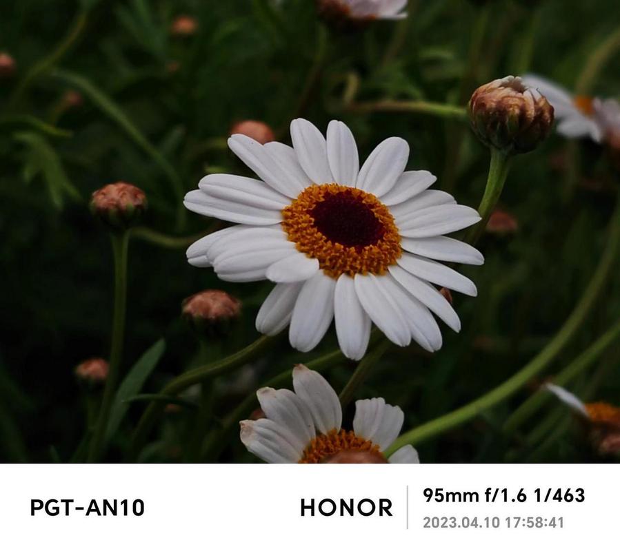 为什么荣耀手机拍照加上水印会模糊不清