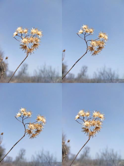 怎样用美图秀秀拍视频