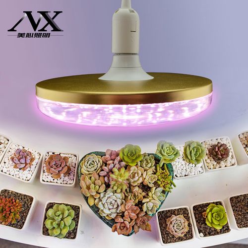 ed灯植物哪种好