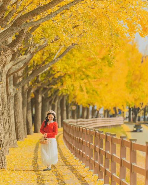 银杏林怎么拍照十种姿势