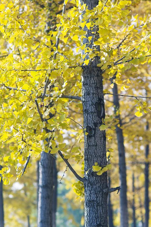 银杏树怎么拍照好看图片