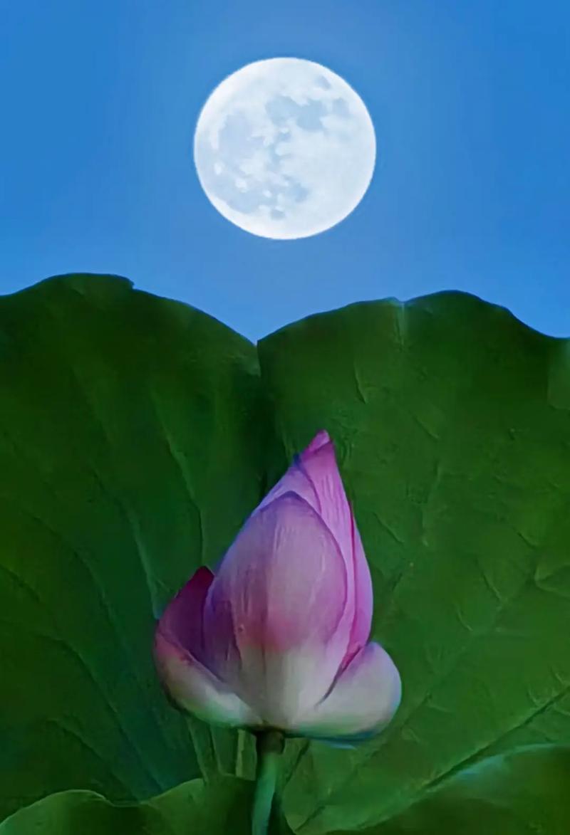 怎样让手机拍的照片上显示日期