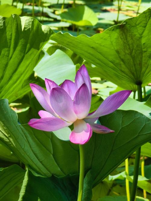 什么手机拍照最好看最清晰还便宜