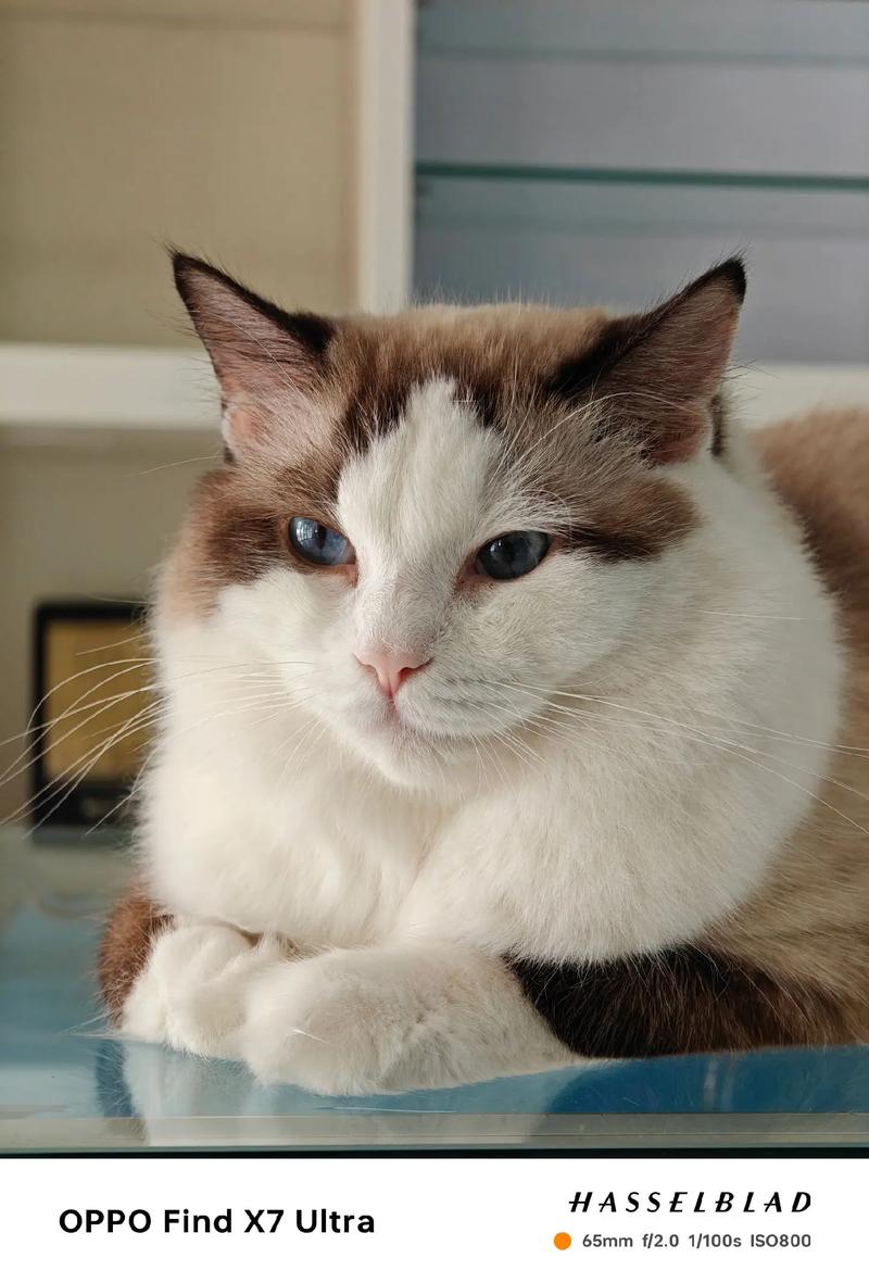 猫猫怎么拍?一学就会的手机拍猫教程