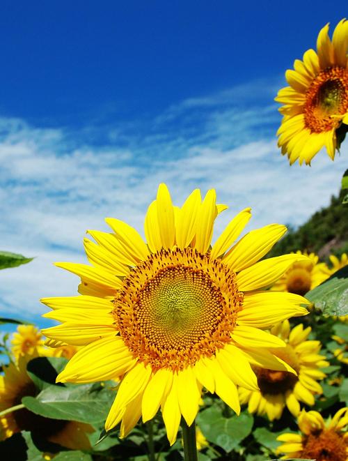 拍照最好看的手机排行