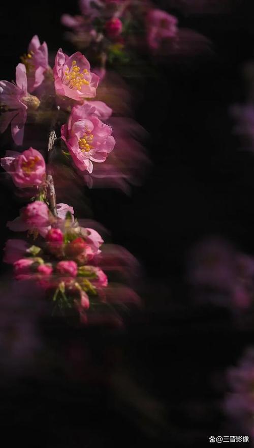 拍摄花卉的黑背景怎样布置