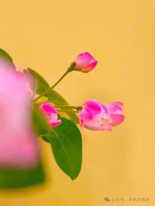 手机如何拍出光照效果图1