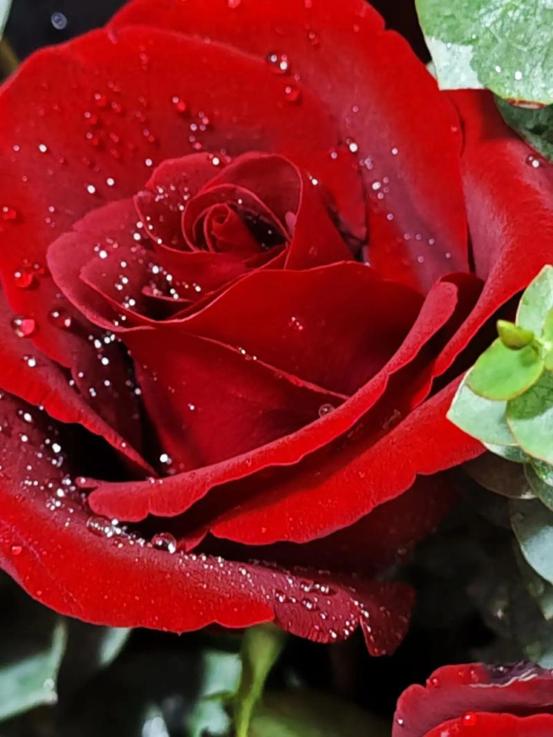 拍照手机哪一款好?图2