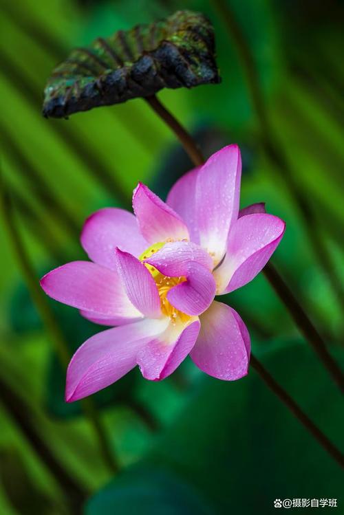 微距镜头拍花用多大光圈图2