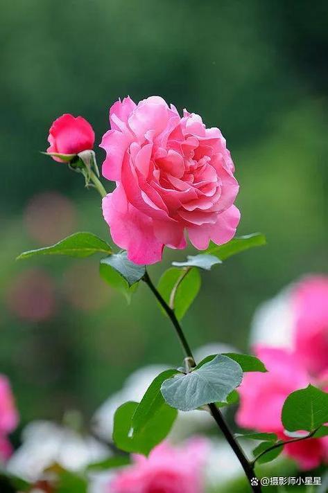 微距镜头拍花用多大光圈图3