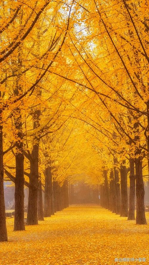 摄影背景素材图1