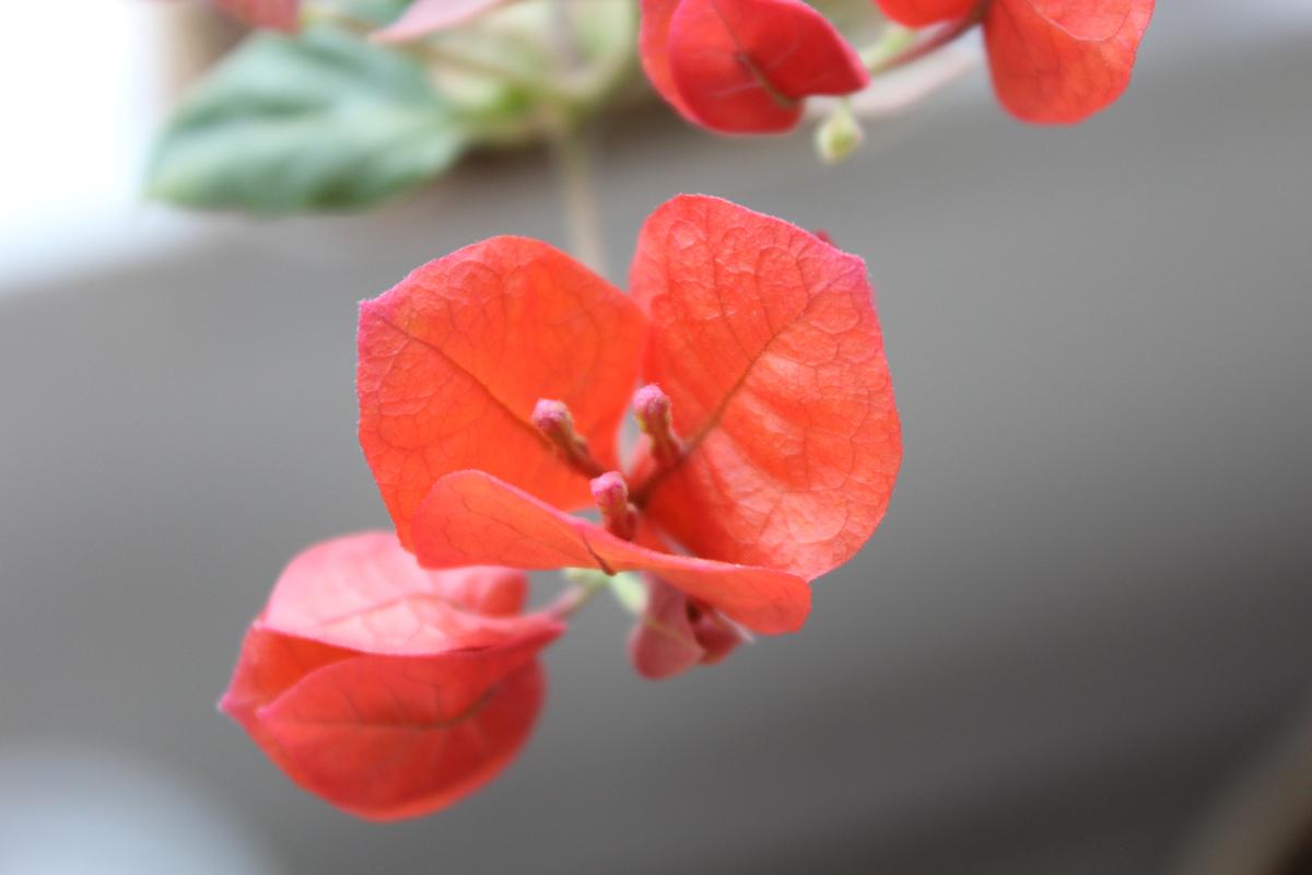 手机拍摄花卉的技巧和方法视频教程图1