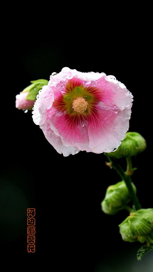 手机拍摄花卉的技巧和方法视频教程图3