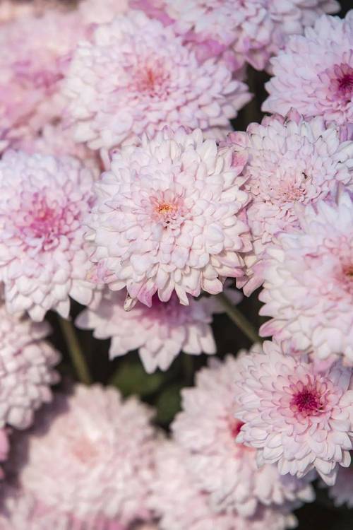 紫色背景图片纯色全屏拍照打光怎么设置图2