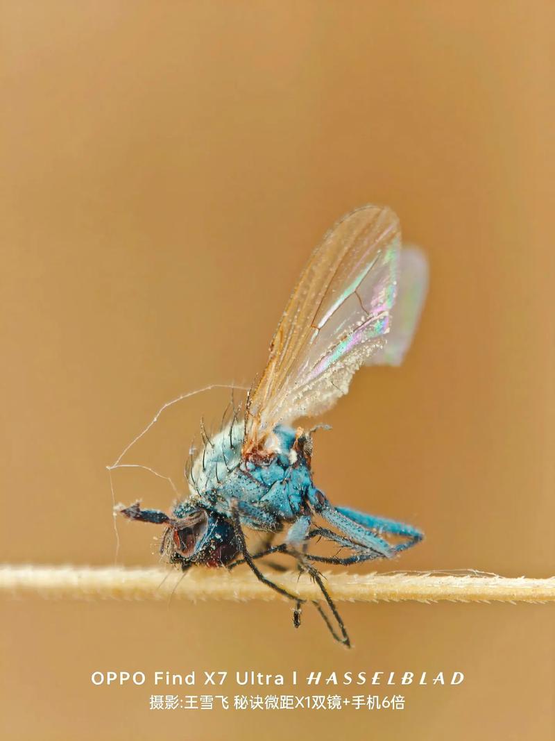 手机附加镜头哪个牌子好图3