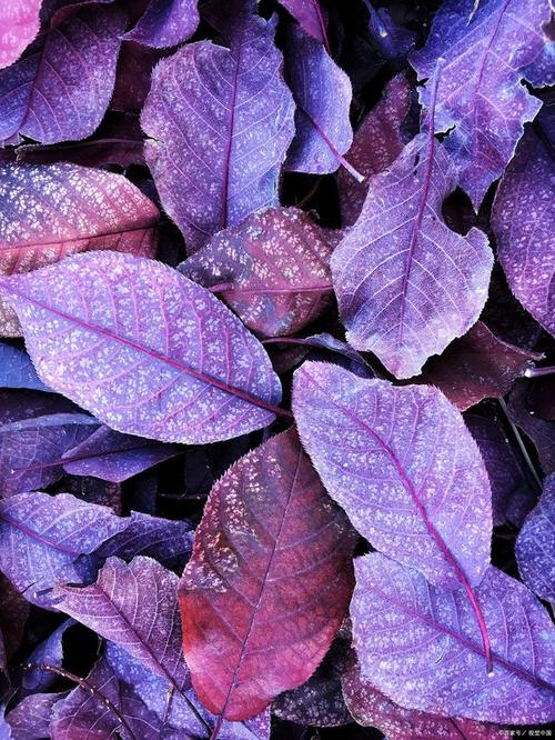 紫蓝色背景图片高清图3