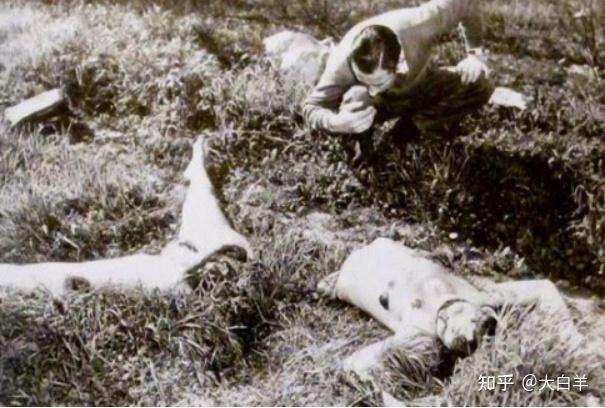 恐怖之美:黑色大丽花图片原图赏析