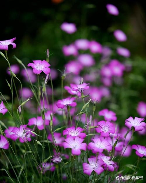 如何用手机拍摄花朵图片图2