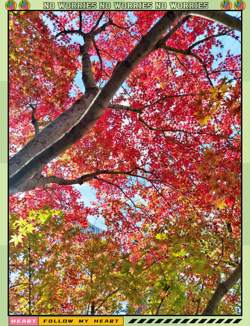 枫叶拍照姿势大全图3