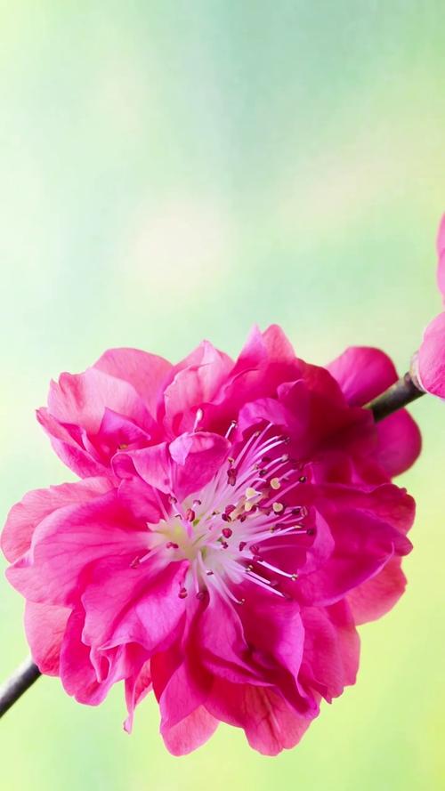 拍视频最清晰的手机品牌图3