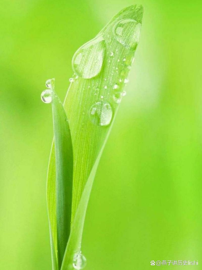 微信背景墙图片绿色护眼大全