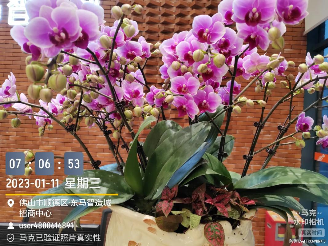 水印相机为什么拍照模糊图2