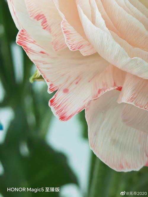 手机如何拍花草图2