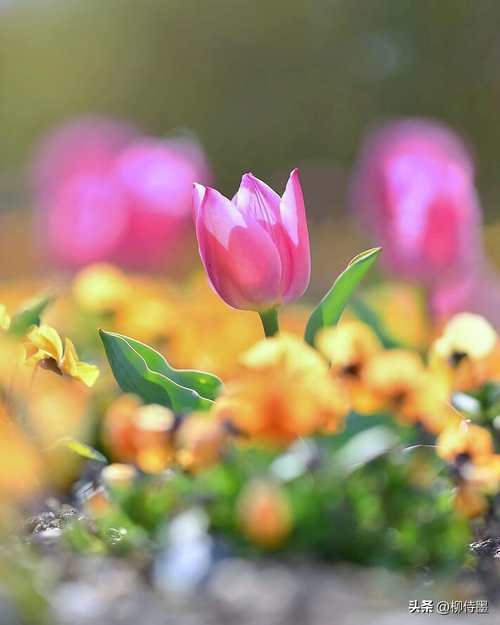 手机如何拍花草图3