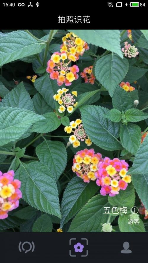 怎么样用手机识别花草