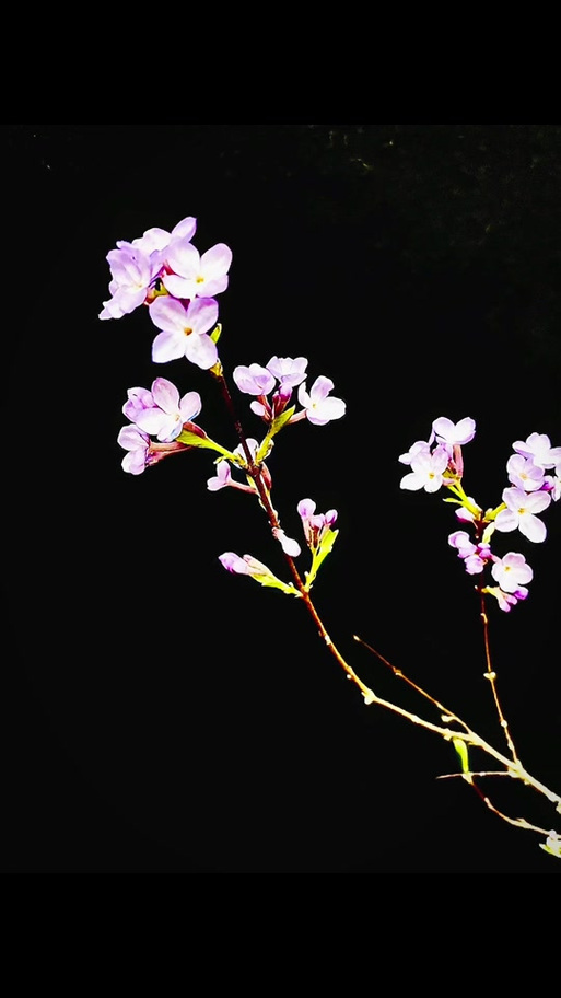 华为剧场光怎么拍摄黑背景?