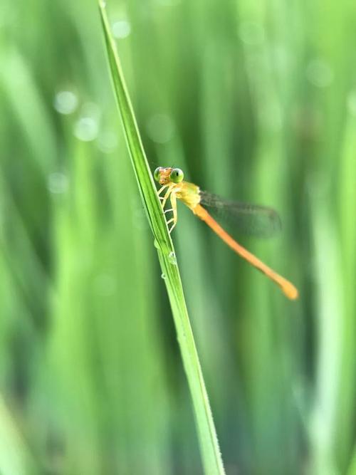 3000元以内拍照手机推荐图2