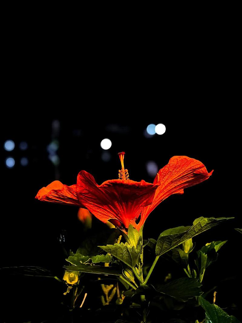 手机怎么拍摄风景好看图1