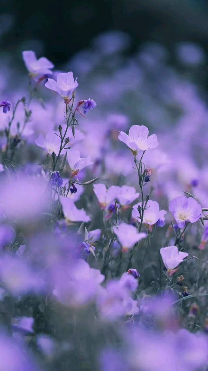 紫色和什么颜色搭配好看图片