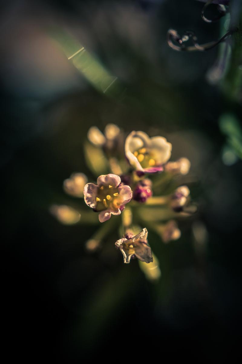 怎么用苹果手机拍摄虚化背景苹果手机拍照景色技巧教程