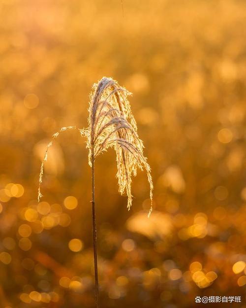 手机拍摄手法大全集图1