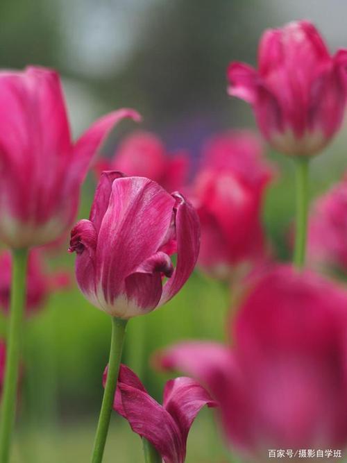 手机拍花的技巧图2