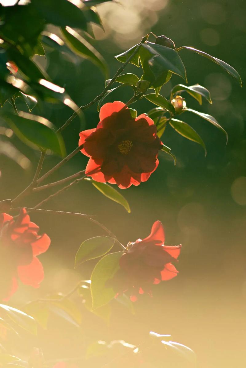 手机拍花的技巧图3