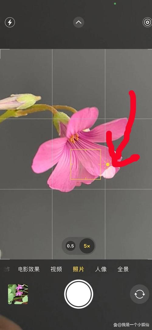 手机拍花小技巧