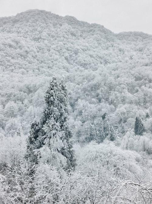 2021年的成都初雪如约而至,你知道拍雪景的正确姿势吗?